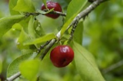 Malpighia emarginata Acerola, Barbados Cherry
